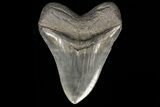 Serrated, Fossil Megalodon Tooth - Georgia #78182-2